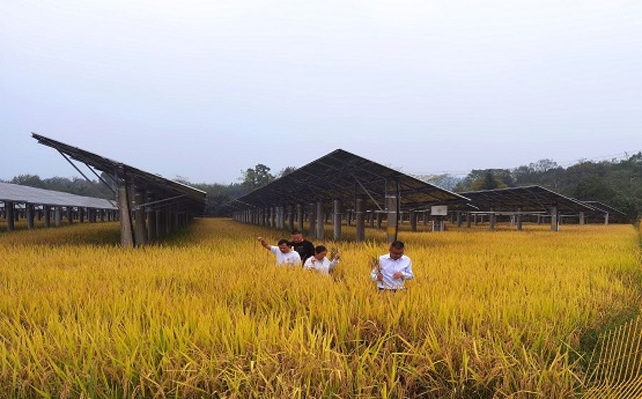 光伏區查看農業種植情況（攝影：宋康）